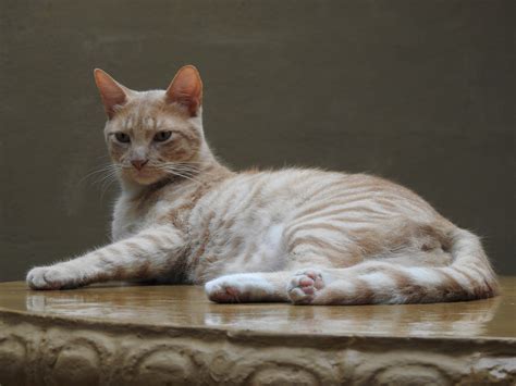 Free Images Pet Kitten Feline Whiskers Animals Vertebrate Damp