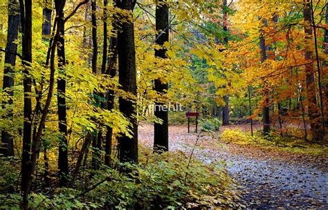 Autumn Forest By Snehit Redbubble