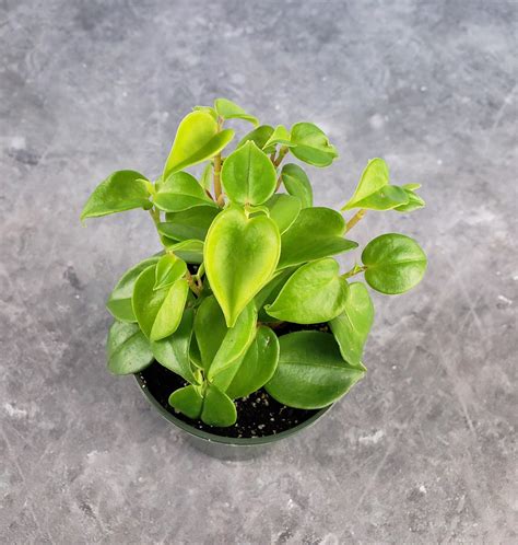 Peperomia Scandens Cupid Peperomia Live Plant Etsy