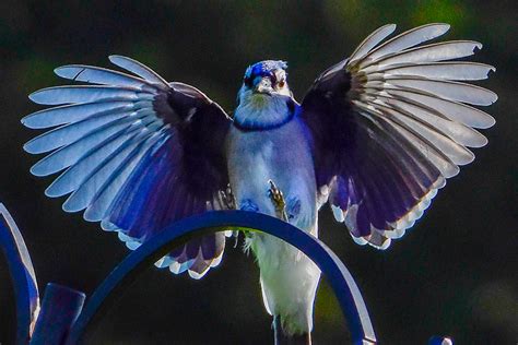 Blue Jay With Wings Spread — Rob Swanson Photography