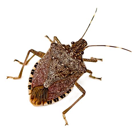 Identify And Control Stink Bugs