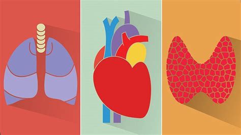 Twelve causes of atrial fibrillation include… Atrial Fibrillation Causes and Complications | Everyday Health