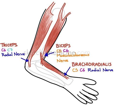 Find That Lesion Deep Tendon Reflexes Of The Arm Medical Knowledge