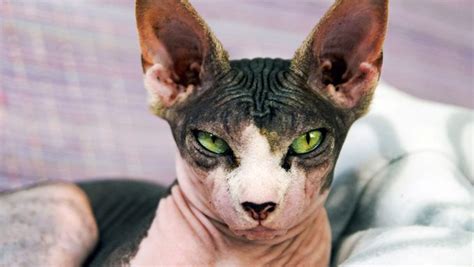 Cat Facts 6 Fascinating Facts About Hairless Cats Cattime