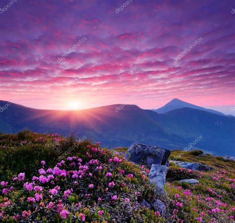 Pink Flowers In The Mountains — Stock Photo © Kotenko 23418410