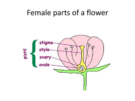 Female Parts Of A Flower Parts Of A Flower And Its Functions It