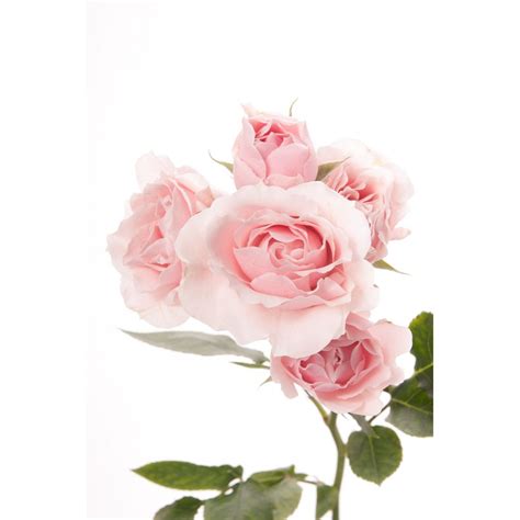 Light Pink Spray Roses Pink Majolica Flower Power Pinterest