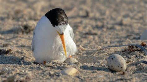 Shorebird Feature Beach Nesting Birds Hunter Region Landcare Network