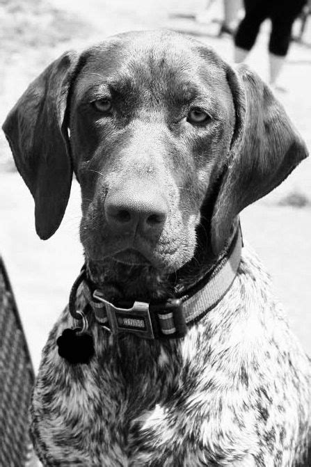 My Beautiful Baby Girl Ryder Hungarian Dog German Shorthaired Pointer