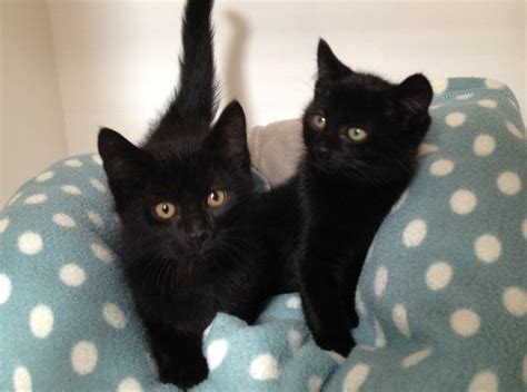 Black Kittens 16 Weeks For Adoption Wellingborough