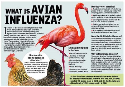 What Is Avian Influenza Chandigarh News Times Of India