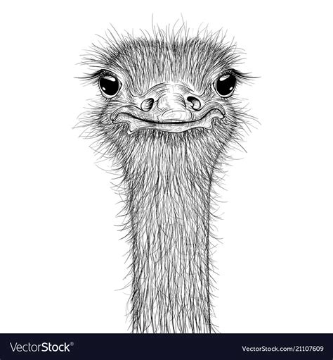 Ostrich Sketch Head Closeup Royalty Free Vector Image