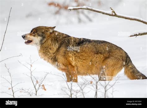 The Eurasian Wolf Canis Lupus Lupus Stockfotos Und Bilder Kaufen
