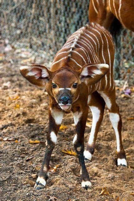 Baby Bongo Antelope Wonderful Creations Animals Cute Animals