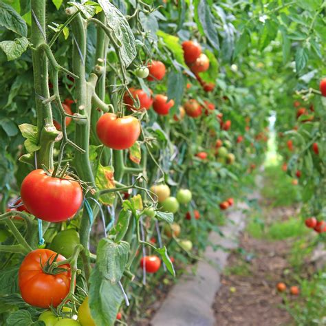 Top Edible Tomato Plant Varieties To Grow Rogers Gardens