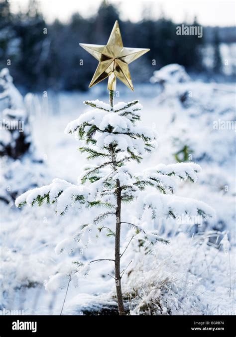Chrstmas Tree In A Snow Covered Forest Sweden Stock Photo Alamy