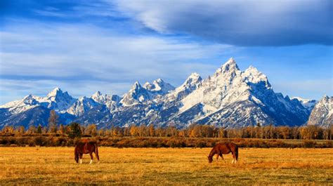 Horses In The Grand Teton National Park Stock Photo Image Of Park
