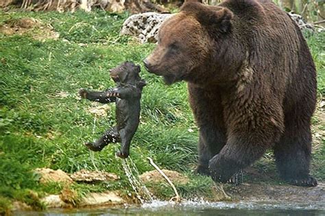 Baby Bear Four Swiss Zoo Kills Adorable 11 Week Old Bear Cub Because