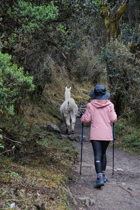 Een Vrouwelijke Wandelaar Loopt Op De Beroemde Inca Sleep Van Peru Met