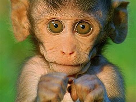 Download Cute Baby Monkey Mobile Wallpaper By Dawnstanton Baby