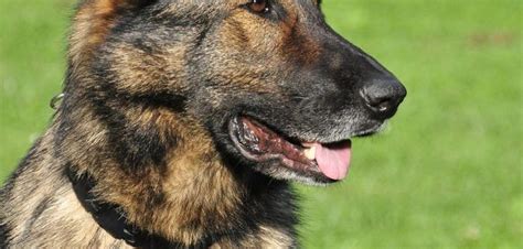 Brindle German Shepherd 8 Rare Facts And Info German Shepherd