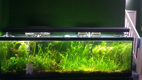 125 Gallon Planted Tank 6ft Long Over 55 Types Of Live Aquatic