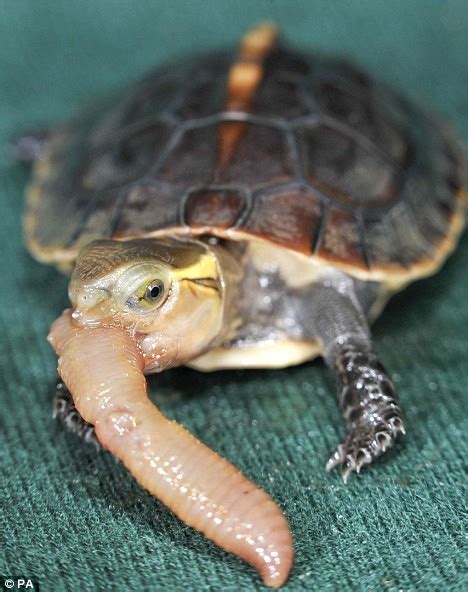Box Turtle Eating