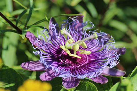 Passion Fruit Flower Photograph By Norman Cogswell