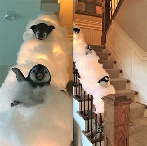 Snowy Penguin Slides Are The New Adorable Trend This Christmas