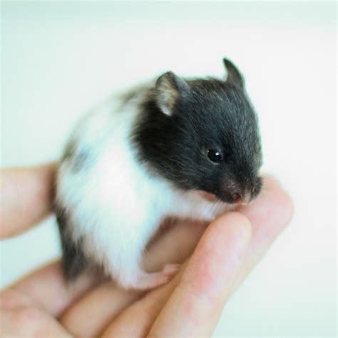 Þrá Black Banded Syrian Hamster Astakatrin Flickr