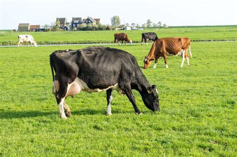 Netherlandswetlandsmaarken A Cow Grazing On A Lush Green Field Stock