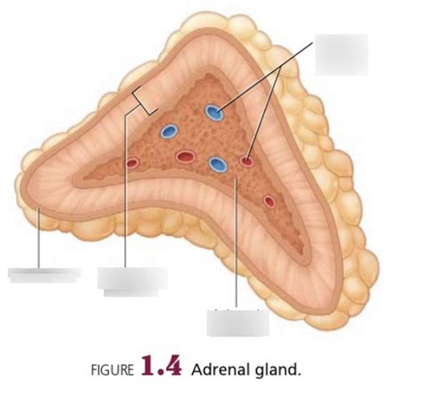 Adrenal Gland Anatomy Diagram Quizlet