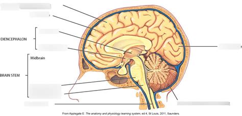 Ch 9 Midsagittal Section Of The Brain Blank Diagram Quizlet