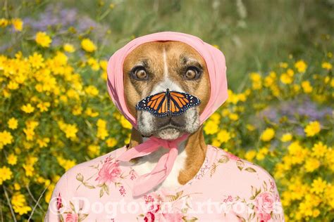 Butterfly Nose Large Original Photograph Of Boxer Dog Wearing