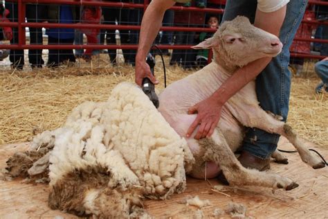 Shearing Sheep For Wool Video Homesteader Depothomesteader Depot