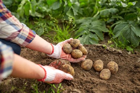Farmer With Potatoes At Farm Garden Stock Photo Image Of Person