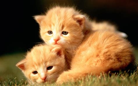 Cute Baby Animals Wallpapers 61 Images