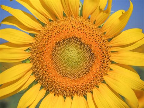 Premium Photo Close Up Blooming Yellow Sunflower