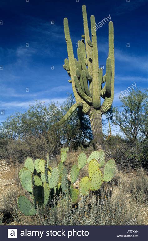 Saguaro Cactus Carnegiea Gigantea And Prickly Pear Cactus