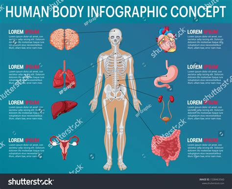 Human Body Internal Organs Medical Human Anatomy Infographic Concept Isolated On Blue