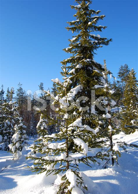 Pine Tree Stock Photo Royalty Free Freeimages