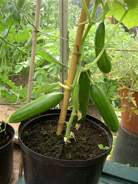 Vegetable gardening consists of selecting a site, planning the garden, preparing the soil, choosing the seeds and plants, planting a crop, and nurturing the plants until they are ready for harvest. How to Grow Cucumbers - an easy step by step guide | Small ...