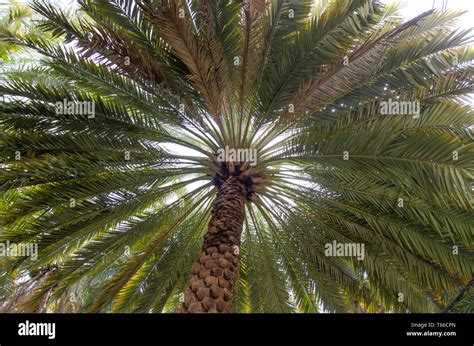 Patten Of Date Palm Fronds In An Omani Garden Oman Stock Photo Alamy