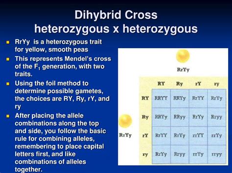 A Dihybrid Cross Involves The Crossing Of Just One Trait