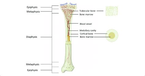 Figure Showing The Anatomy Of The Tibia The Long Bone Shaft Is