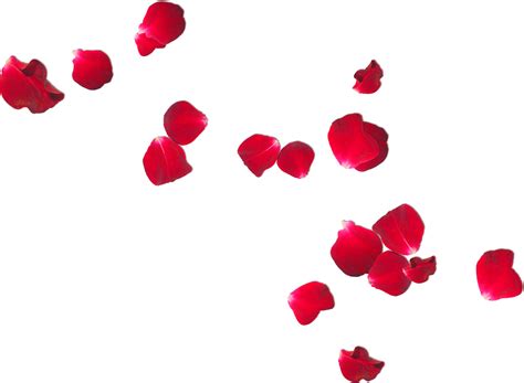 Flower Petals Png Free Download Png Mart