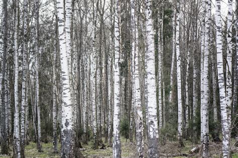 Background Of White Trees Birches Forest Stock Image Image Of Autumn