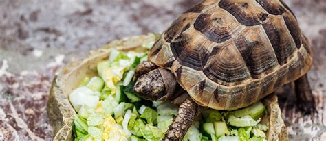 The Best Turtle Food In 2022 My Pet Needs That