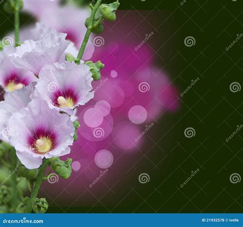 Pink Mallow Blossoms Stock Photo Image Of Floral Detail 21932578