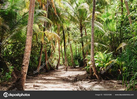 Tropical Jungle Tall Green Palm Trees — Stock Photo © Nastyadubrovina